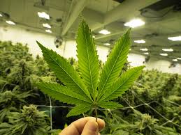 Cannabis | Jones & LoBello